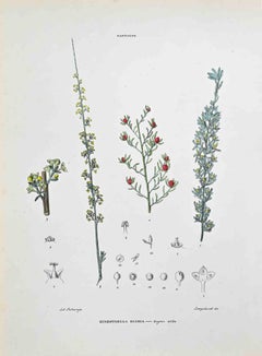 The Santalee – Lithographie von Vincenzo Tenore – Santalee – 1870er Jahre