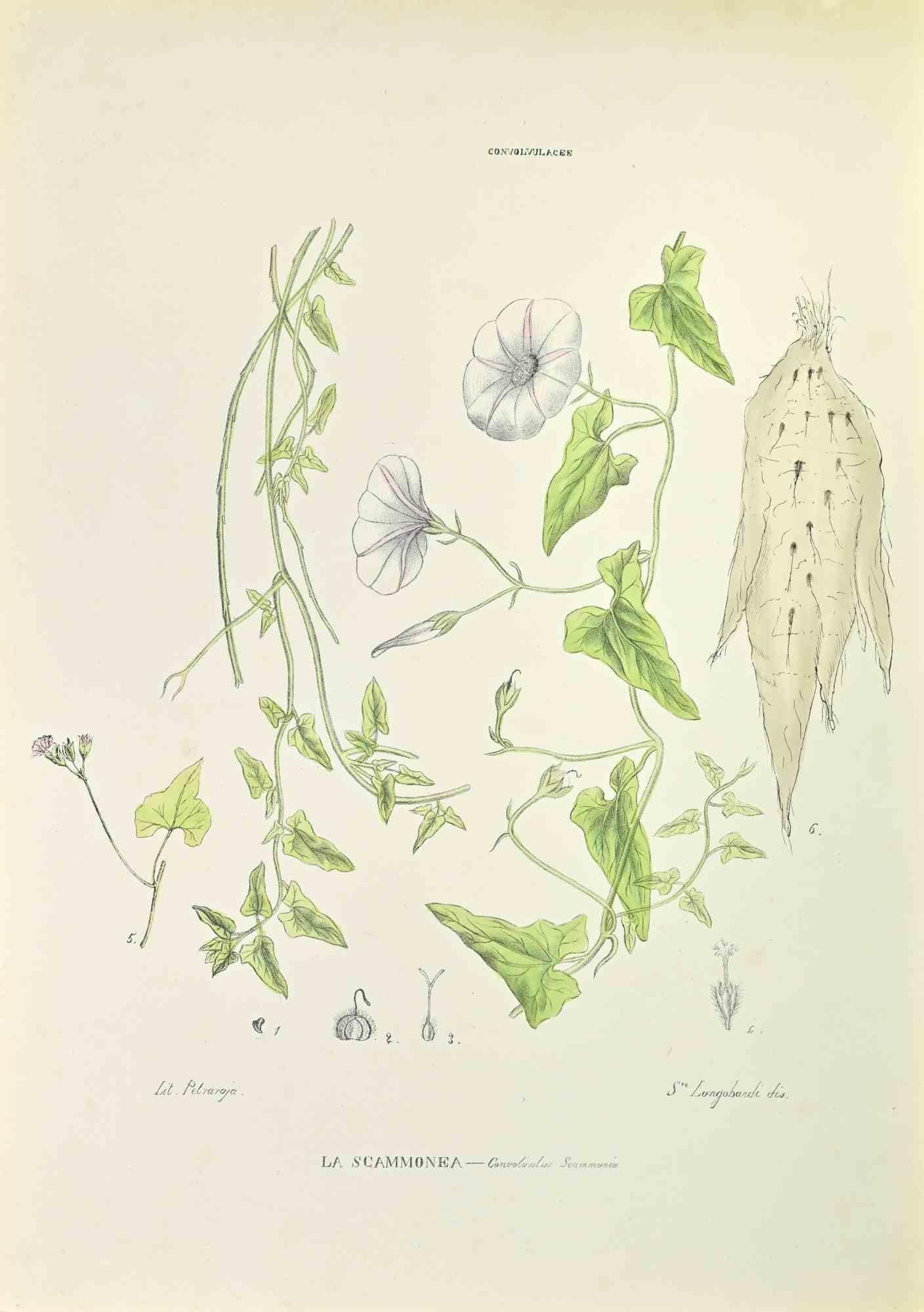 Lithograph hand watercolored.

Belongs to the Series "Atlante di Botanica popolare ossia Illustrazione di Piante Notevoli di ogni famiglia" (Atlas of popular botany or illustration of notable plants of each family), published in Napoli, by Raimondo