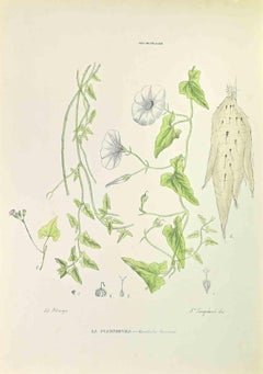 The Scammonea - Lithographie von Vincenzo Tenore - 1870er Jahre
