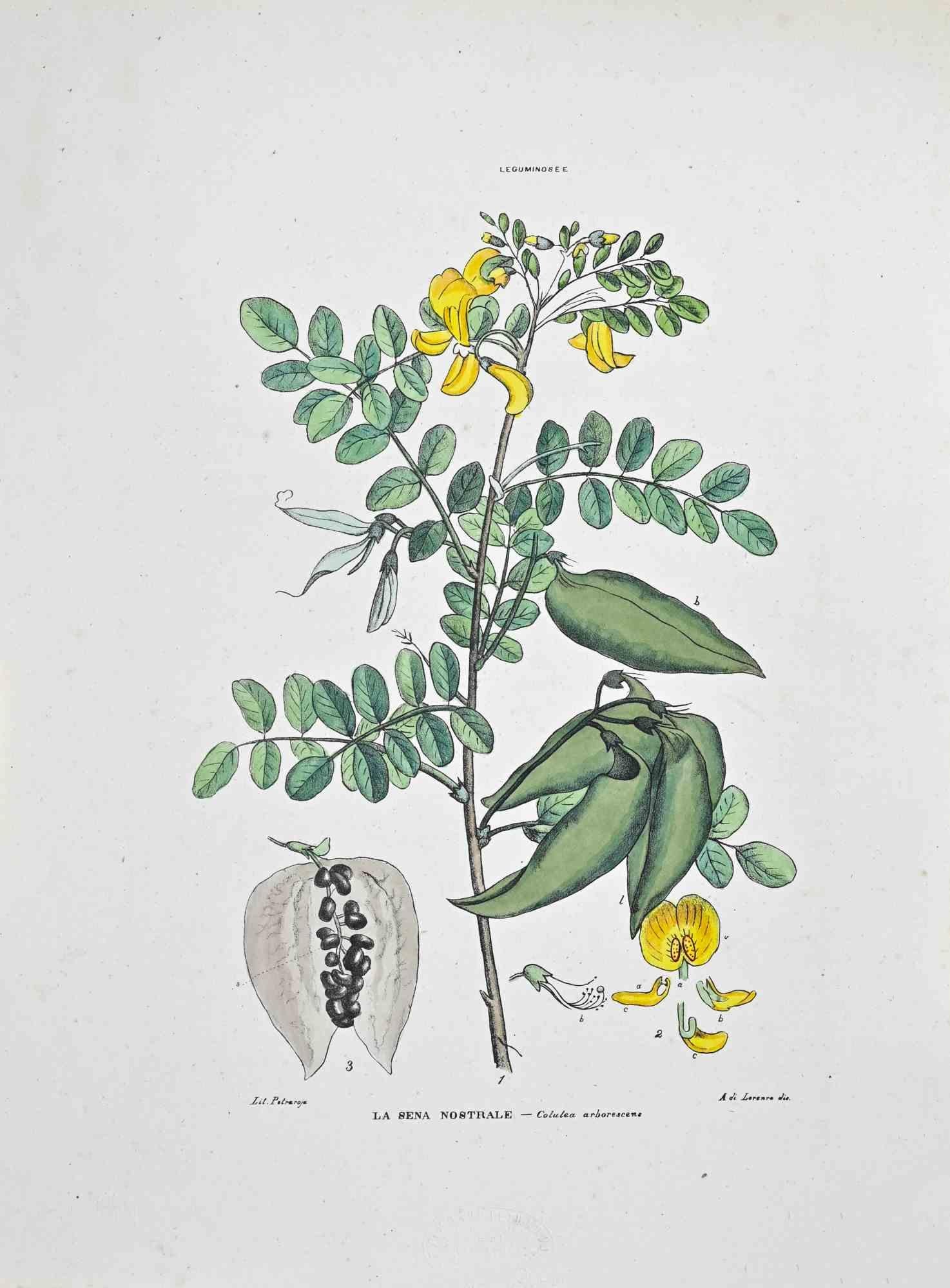 Lithograph hand watercolored.

Plate from "Atlante di Botanica popolare ossia Illustrazione di Piante Notevoli di ogni famiglia" (Atlas of popular botany or illustration of notable plants of each family), published in Napoli, by Raimondo Petrajola,