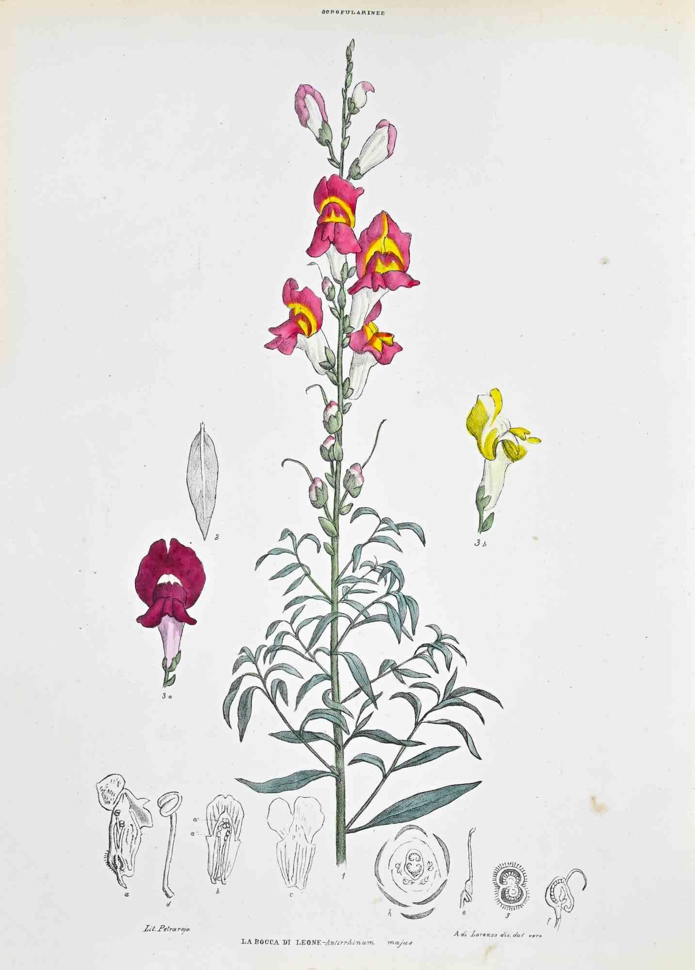Lithograph hand watercolored.

Plate from "Atlante di Botanica popolare ossia Illustrazione di Piante Notevoli di ogni famiglia" (Atlas of popular botany or illustration of notable plants of each family), published in Napoli, by Raimondo Petrajola,
