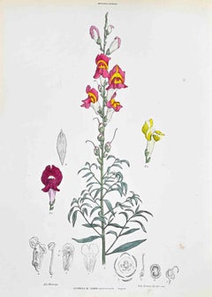 The Snapdragon - Lithograph by Vincenzo Tenore - 1870s