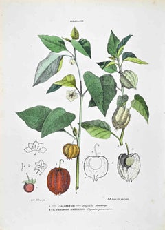 The Solanaceae - Lithographie von Vincenzo Tenore - 1870er Jahre