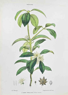 The Star Anise - Lithographie von Vincenzo Tenore - 1870er Jahre