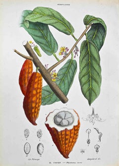 Die Sterculaceae – Lithographie von Vincenzo Tenore – 1870er Jahre
