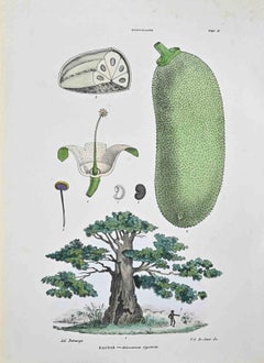 Die Sterculaceae – Lithographie von Vincenzo Tenore – 1870er Jahre