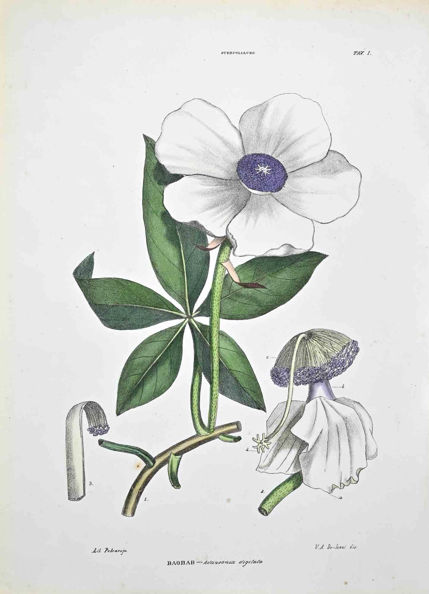 Lithograph hand watercolored.

Plate from "Atlante di Botanica popolare ossia Illustrazione di Piante Notevoli di ogni famiglia" (Atlas of popular botany or illustration of notable plants of each family), published in Napoli, by Raimondo Petrajola,