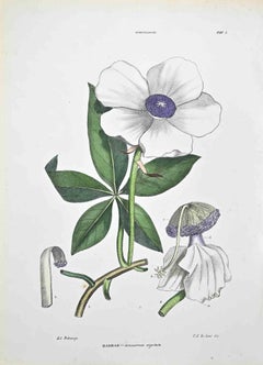 Die Sterculaceae – Lithographie von Vincenzo Tenore – 1870er Jahre