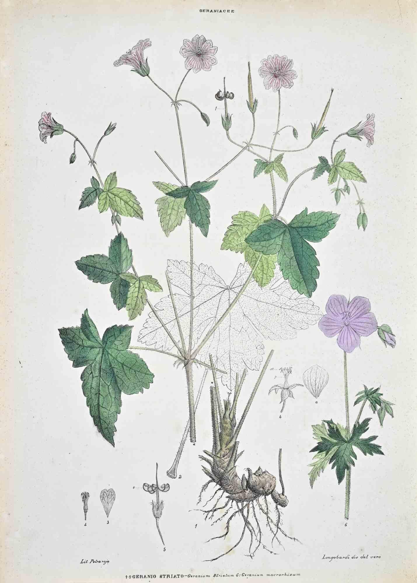 Lithograph hand watercolored.

Plate from "Atlante di Botanica popolare ossia Illustrazione di Piante Notevoli di ogni famiglia" (Atlas of popular botany or illustration of notable plants of each family), published in Napoli, by Raimondo Petrajola,