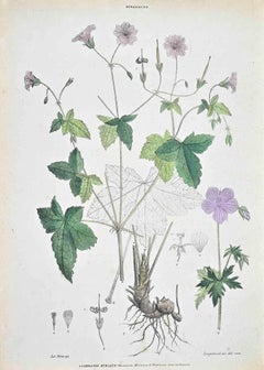 The Striped Geranium - Lithograph by Vincenzo Tenore - 1870s
