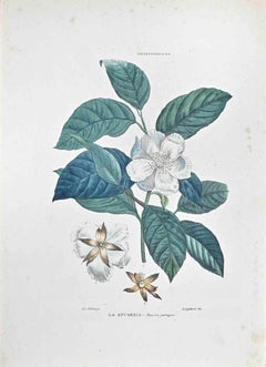 The Stuartzia - Lithographie von Vincenzo Tenore - 1870er Jahre