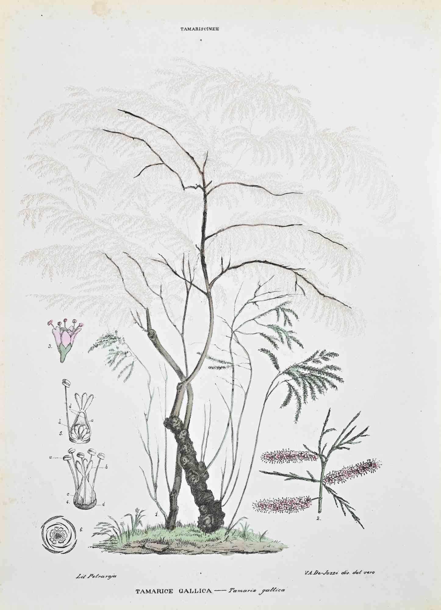 Lithographie von Hand aquarelliert.

Tafel aus dem "Atlante di Botanica popolare ossia Illustrazione di Piante Notevoli di ogni famiglia" (Atlas der volkstümlichen Botanik oder Illustration bemerkenswerter Pflanzen jeder Familie), veröffentlicht in