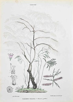 Le Tamariscine - Litografia di Vincenzo Tenore - Anni '70 del XIX secolo
