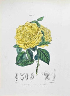 Antique The Tea Rose - Lithograph by Vincenzo Tenore - 1870s