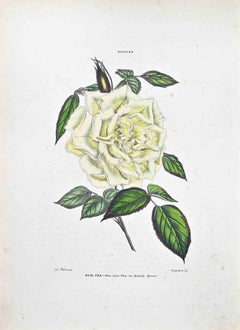 Antique The Tea Rose - Lithograph by Vincenzo Tenore - 1870s