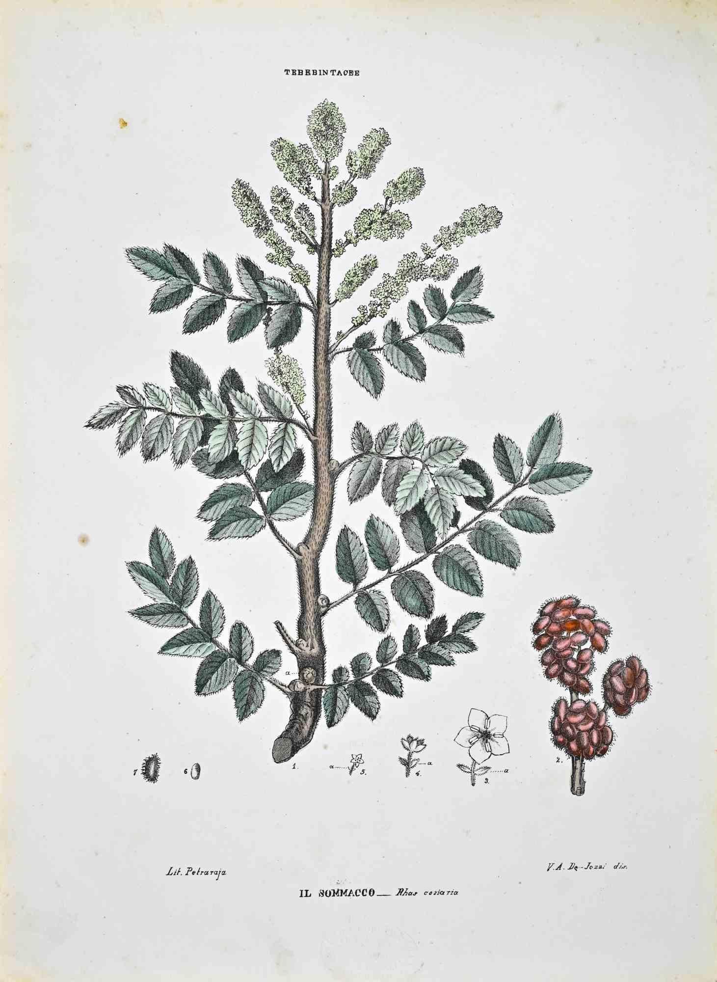 Lithograph hand watercolored.

Plate from "Atlante di Botanica popolare ossia Illustrazione di Piante Notevoli di ogni famiglia" (Atlas of popular botany or illustration of notable plants of each family), published in Napoli, by Raimondo Petrajola,