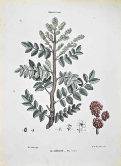 Thebebintaceae – Lithographie von Vincenzo Tenore, Thebebintaceae, 1870er-Jahre
