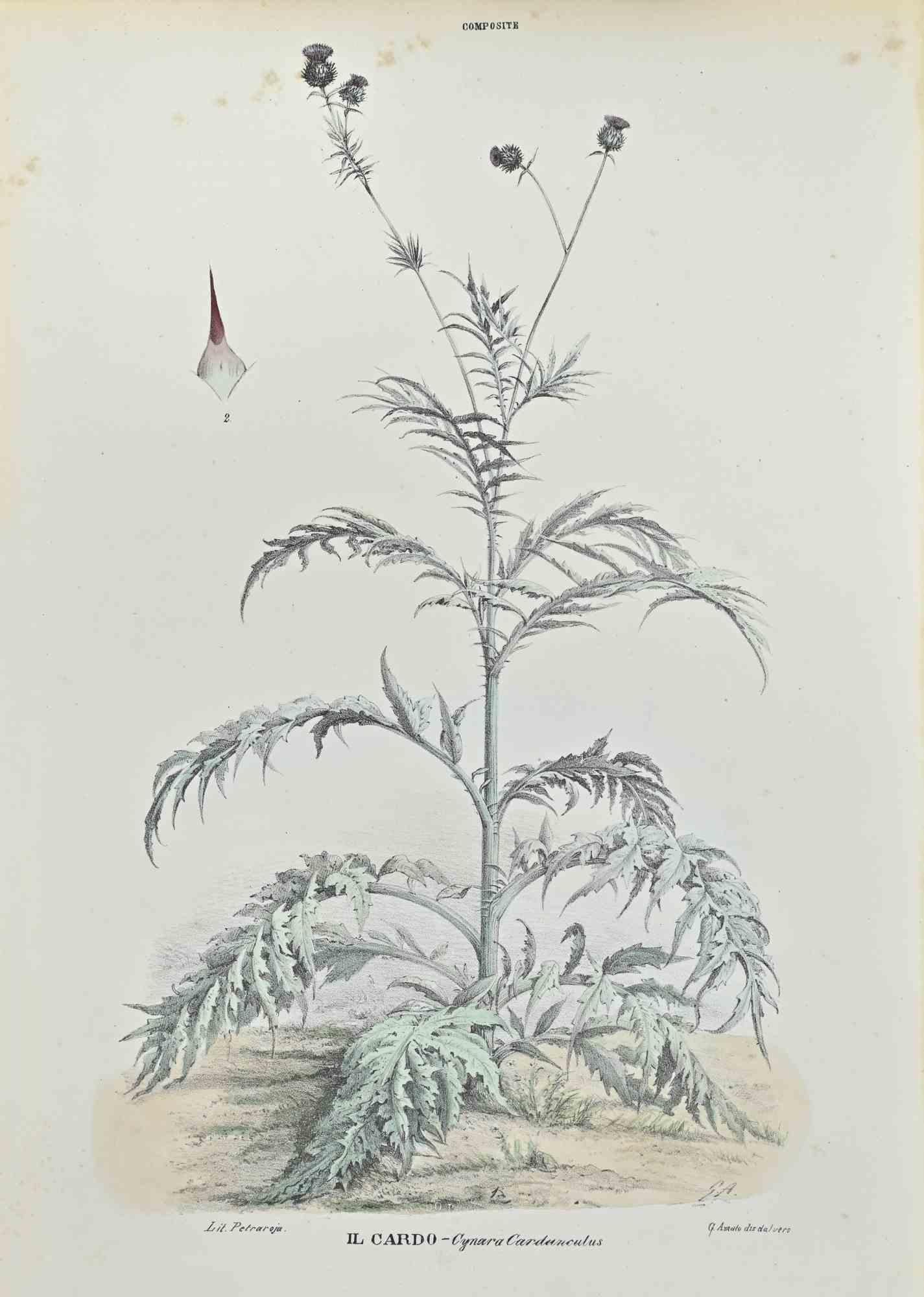 Lithograph hand watercolored.

Belongs to the Series "Atlante di Botanica popolare ossia Illustrazione di Piante Notevoli di ogni famiglia" (Atlas of popular botany or illustration of notable plants of each family), published in Napoli, by Raimondo