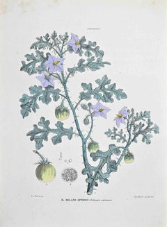 The Thorny Solanum - Lithographie von Vincenzo Tenore - 1870er Jahre