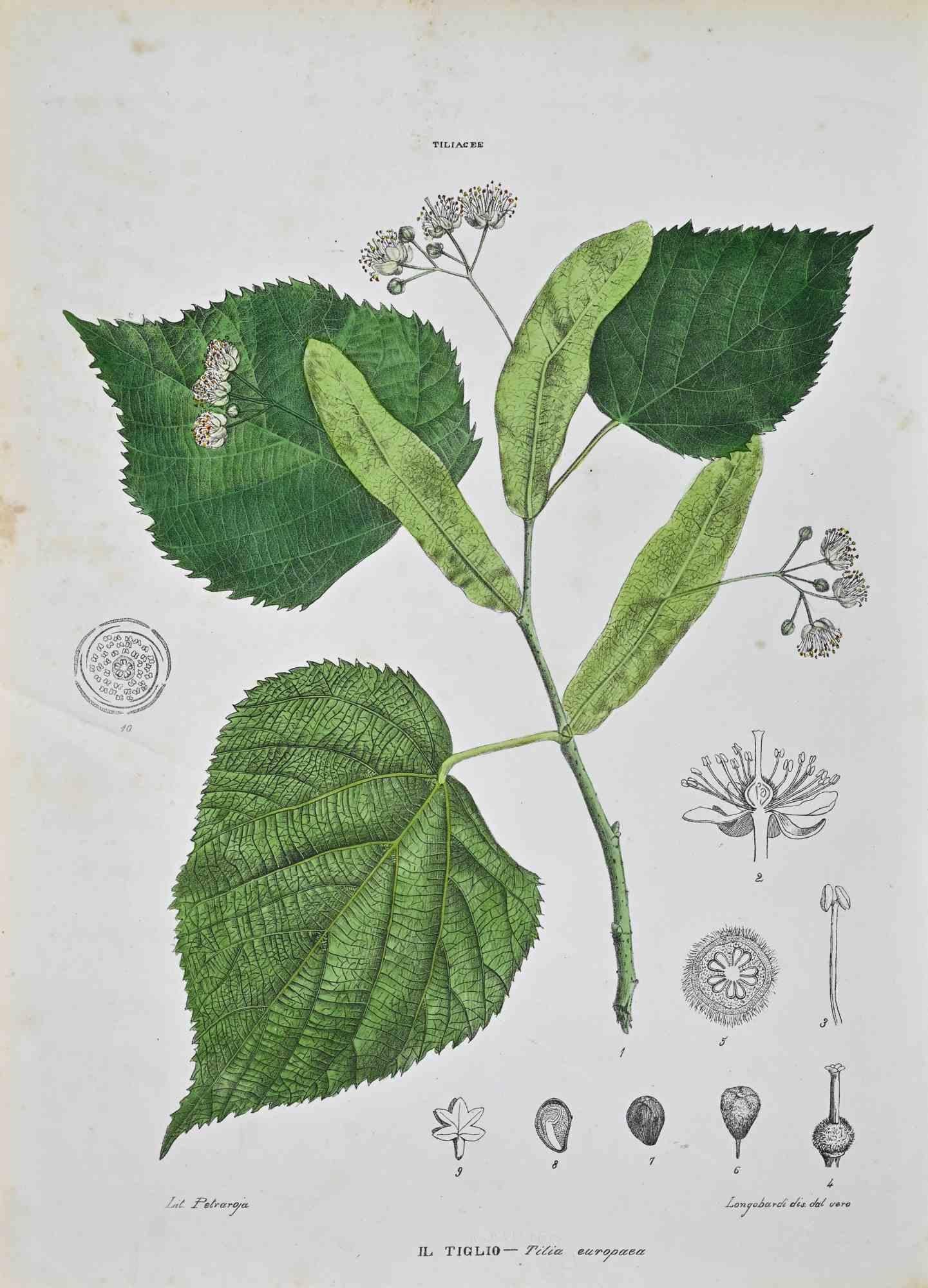 Lithograph hand watercolored.

Plate from "Atlante di Botanica popolare ossia Illustrazione di Piante Notevoli di ogni famiglia" (Atlas of popular botany or illustration of notable plants of each family), published in Napoli, by Raimondo Petrajola,