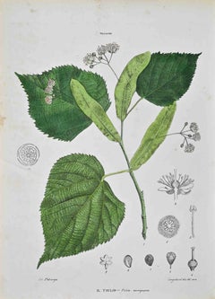 The Tiliaceae - Lithographie von Vincenzo Tenore - 1870er Jahre