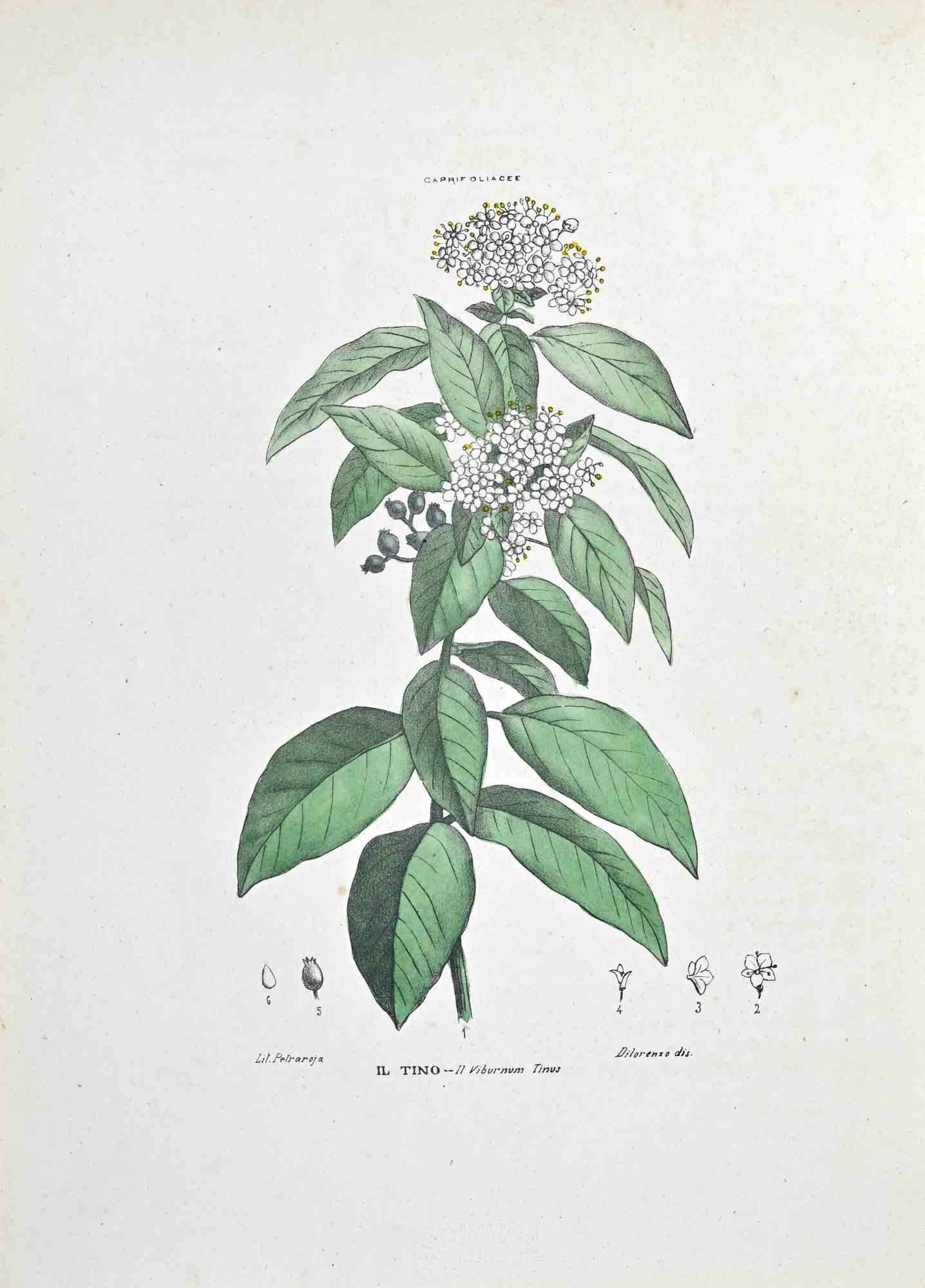 Lithograph hand watercolored.

Plate from "Atlante di Botanica popolare ossia Illustrazione di Piante Notevoli di ogni famiglia" (Atlas of popular botany or illustration of notable plants of each family), published in Napoli, by Raimondo Petrajola,