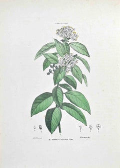 The Tino - Lithograph by Vincenzo Tenore - 1870s