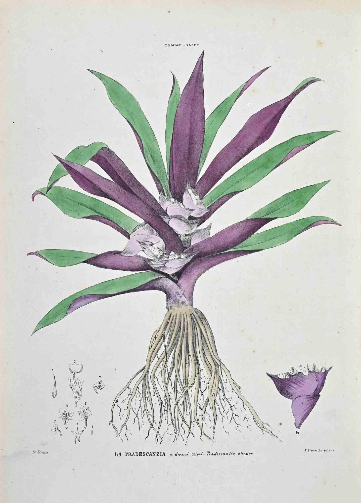 Lithograph hand watercolored.

Plate from "Atlante di Botanica popolare ossia Illustrazione di Piante Notevoli di ogni famiglia" (Atlas of popular botany or illustration of notable plants of each family), published in Napoli, by Raimondo Petrajola,