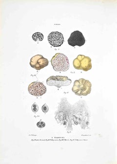 The Truffles - Lithograph by Vincenzo Tenore - 1870s