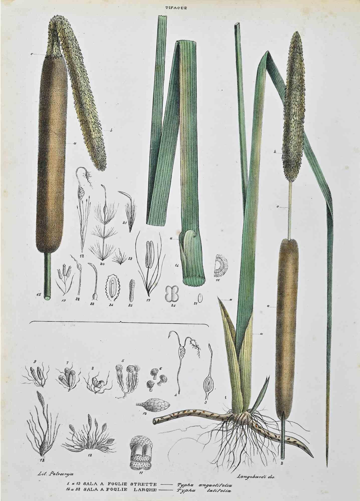 Litografia acquerellata a mano.

Piastra da "Atlante di Botanica popolare ossia Illustrazione di Piante Notevoli di ogni famiglia", pubblicato a Napoli, da Raimondo Petrajola, nel 1872/76.

Questa è la prima edizione di una popolare suite che