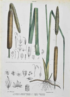 The Typhaceae - Lithographie von Vincenzo Tenore - 1870er Jahre