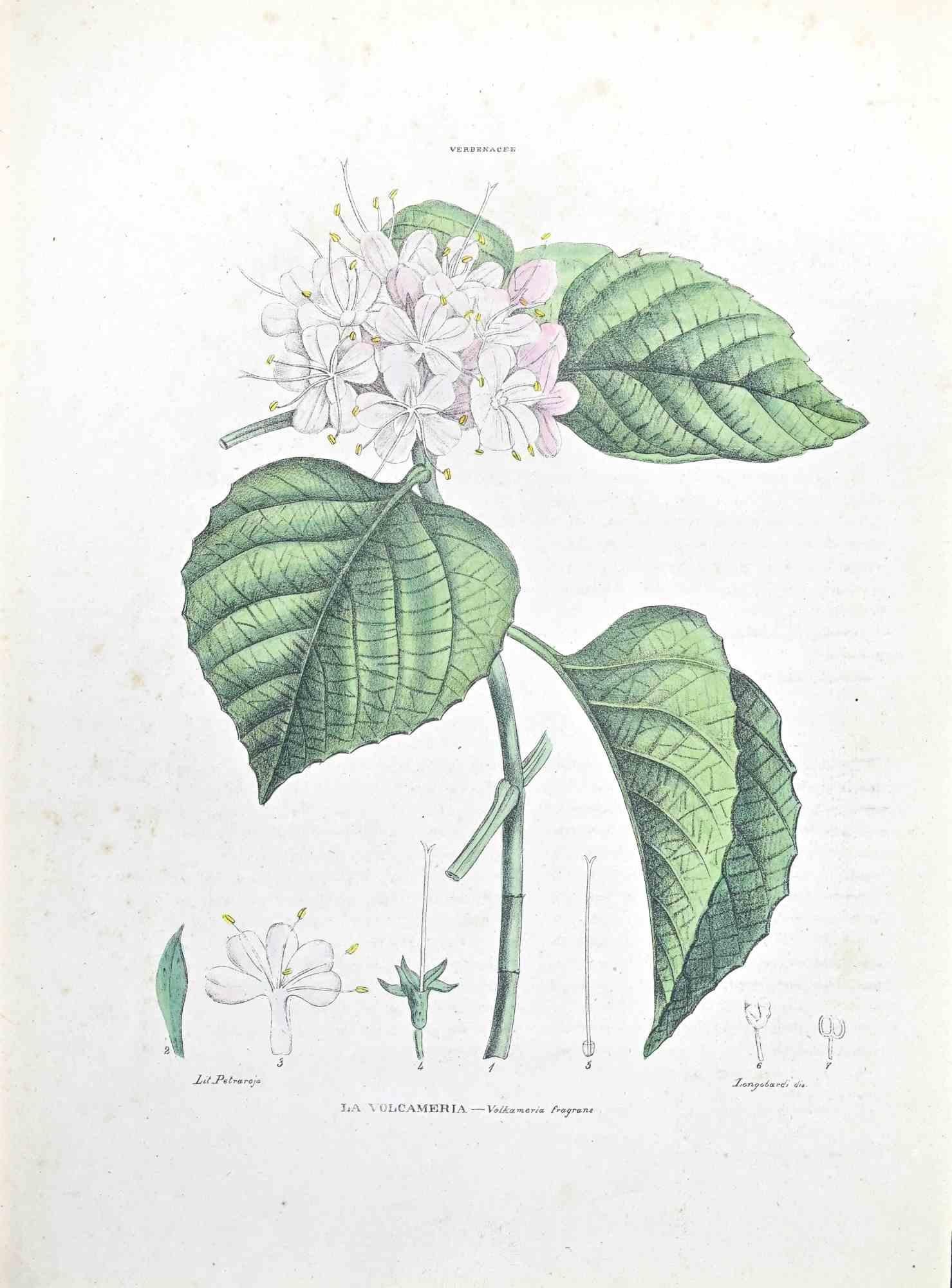 Lithograph hand watercolored.

Plate from "Atlante di Botanica popolare ossia Illustrazione di Piante Notevoli di ogni famiglia" (Atlas of popular botany or illustration of notable plants of each family), published in Napoli, by Raimondo Petrajola,