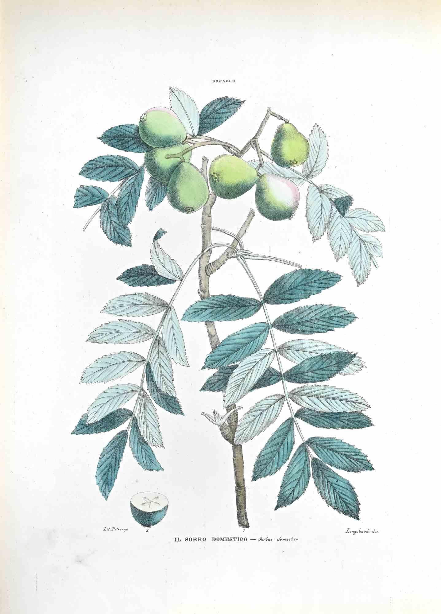 Lithograph hand watercolored.

Plate from "Atlante di Botanica popolare ossia Illustrazione di Piante Notevoli di ogni famiglia" (Atlas of popular botany or illustration of notable plants of each family), published in Napoli, by Raimondo Petrajola,