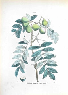 The Whitebeam - Lithographie von Vincenzo Tenore - 1870er Jahre