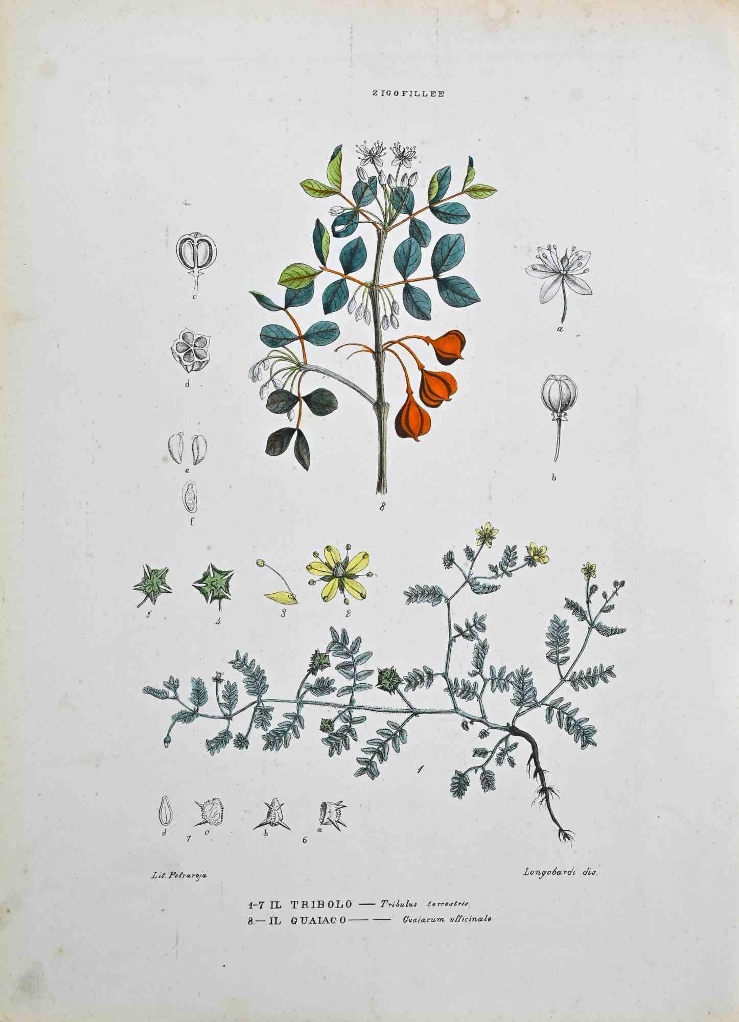 Lithograph hand watercolored.

Plate from "Atlante di Botanica popolare ossia Illustrazione di Piante Notevoli di ogni famiglia" (Atlas of popular botany or illustration of notable plants of each family), published in Napoli, by Raimondo Petrajola,