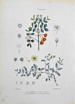 The Zygophilae - Lithograph by Vincenzo Tenore - 1870s