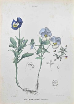 Three-Color Violet - Lithograph by Vincenzo Tenore - 1870s