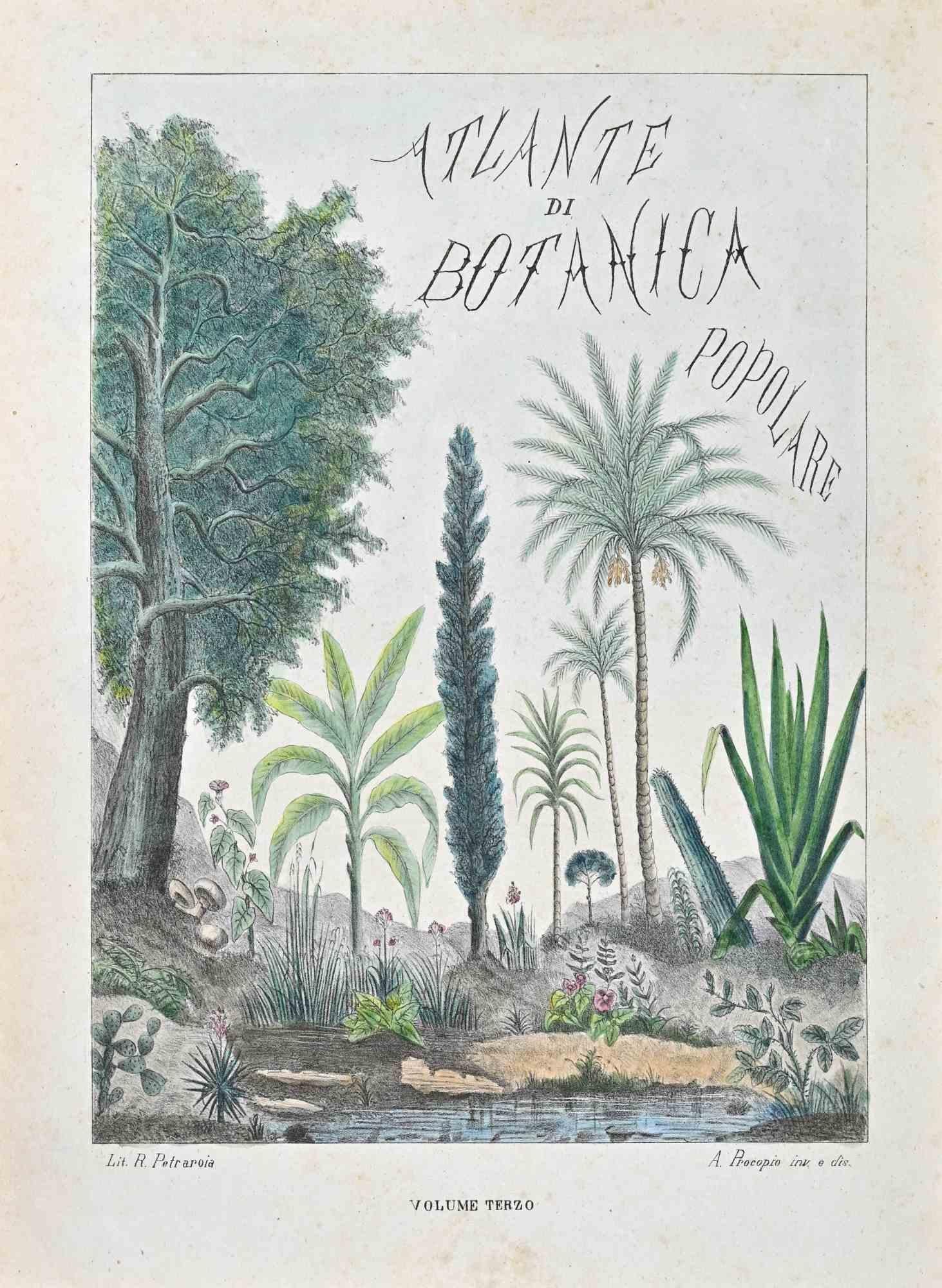 Lithographie aquarellée à la main.

Planche tirée de l'"Atlante di Botanica popolare ossia Illustrazione di Piante Notevoli di ogni famiglia" (Atlas de botanique populaire ou illustration des plantes remarquables de chaque famille), publié à Naples,