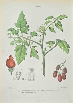 Tomatenpflanzgefäße – Lithographie von Vincenzo Tenore – 1870er Jahre
