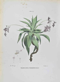 Tradescantia Warszewicziana - Lithographie von Vincenzo Tenore - 1870er Jahre