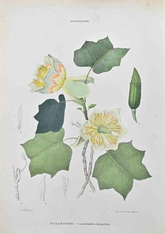 Antique Tulipiferous - Lithograph by Vincenzo Tenore - 1870s
