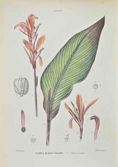Canne bicolore de Vincenzo Tenore, années 1870