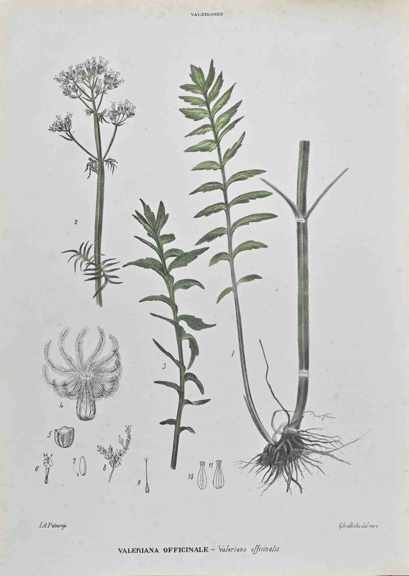 Lithograph hand watercolored.

Belongs to the Series "Atlante di Botanica popolare ossia Illustrazione di Piante Notevoli di ogni famiglia" (Atlas of popular botany or illustration of notable plants of each family), published in Napoli, by Raimondo