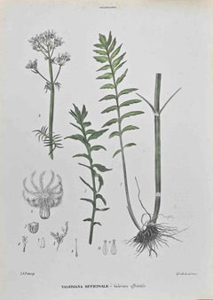Valerian Officinale - Lithographie von Vincenzo Tenore - 1870er Jahre