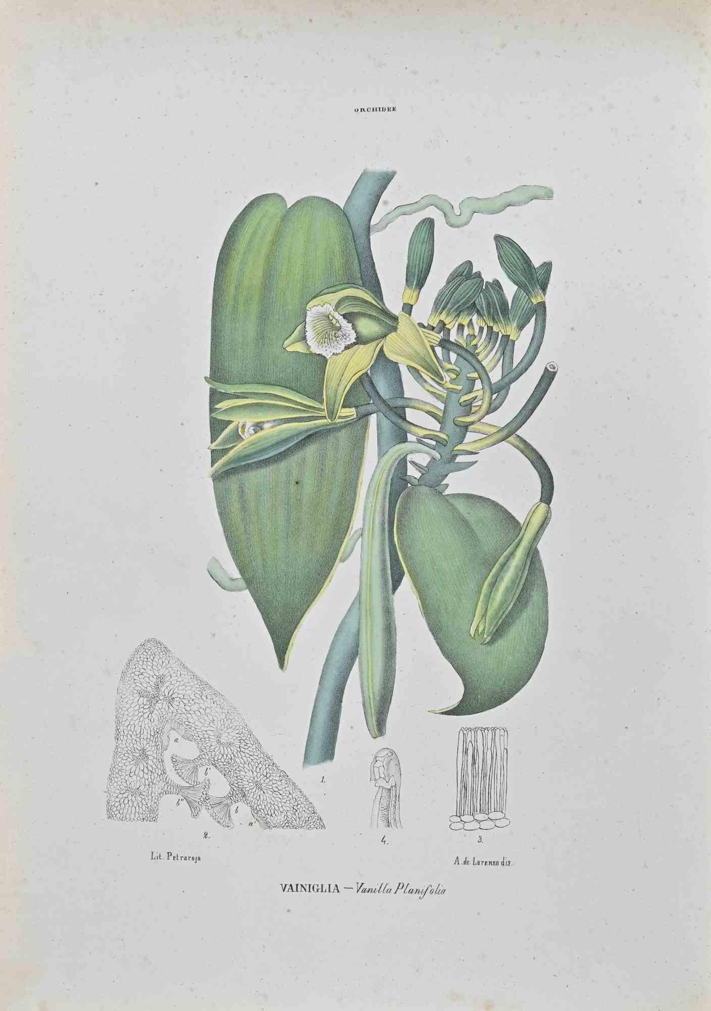 Lithograph hand watercolored.

Belongs to the Series "Atlante di Botanica popolare ossia Illustrazione di Piante Notevoli di ogni famiglia" (Atlas of popular botany or illustration of notable plants of each family), published in Napoli, by Raimondo
