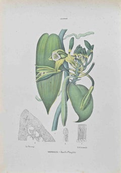 Vaniglia - Litografia di Vincenzo Tenore - 1870
