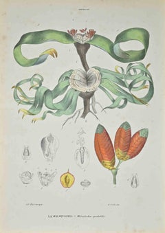 Walwitschia – Lithographie von Vincenzo Tenore – 1870er Jahre