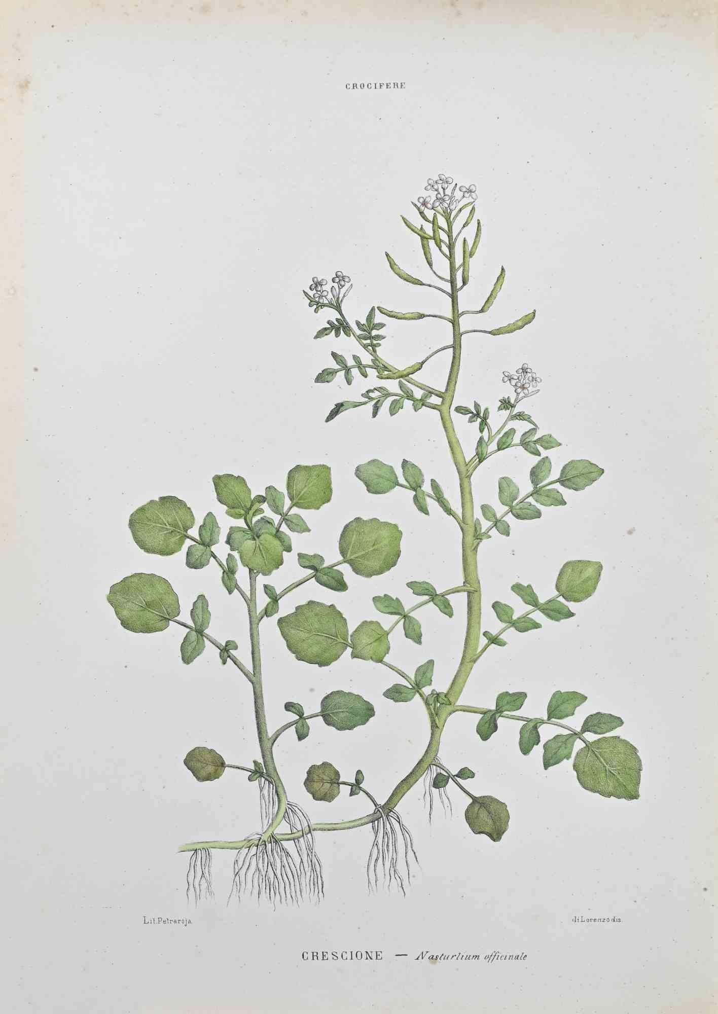 Lithograph hand watercolored.

Belongs to the Series "Atlante di Botanica popolare ossia Illustrazione di Piante Notevoli di ogni famiglia" (Atlas of popular botany or illustration of notable plants of each family), published in Napoli, by Raimondo