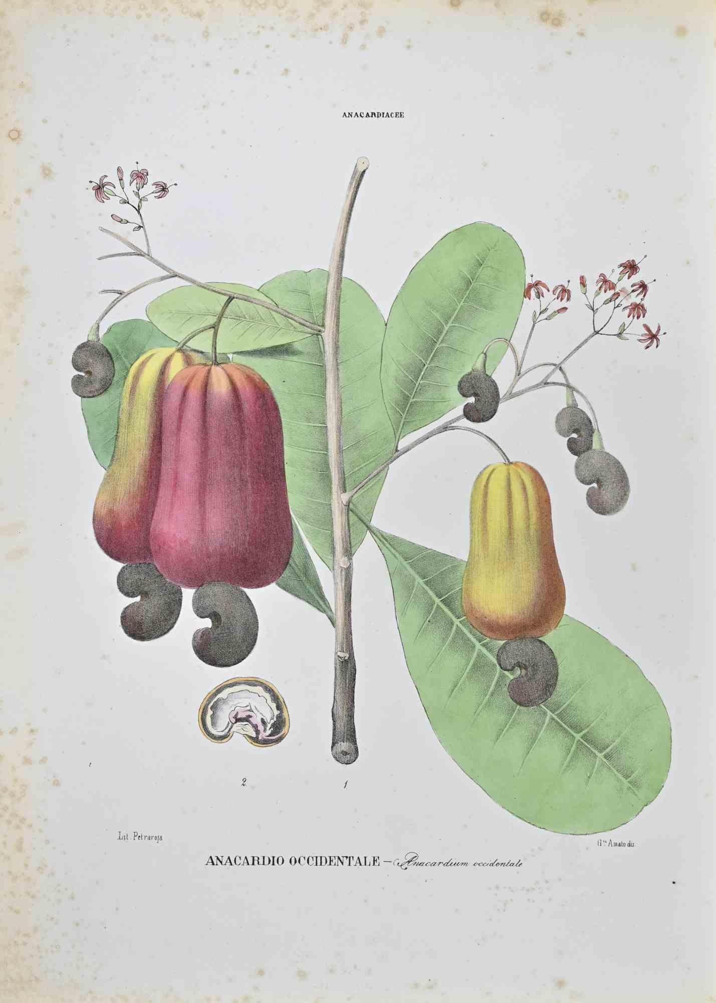 Lithograph hand watercolored.

Belongs to the Series "Atlante di Botanica popolare ossia Illustrazione di Piante Notevoli di ogni famiglia" (Atlas of popular botany or illustration of notable plants of each family), published in Napoli, by Raimondo