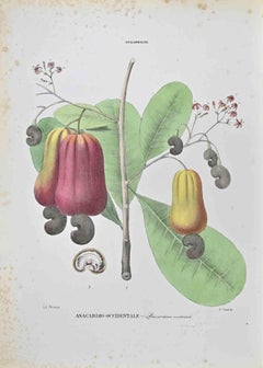Western Cashew – Lithographie von Vincenzo Tenore – 1870er Jahre